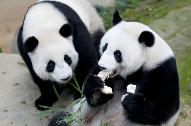 PANDALARIN BESLENÄ°RKEN FOTOÄžRAFLARI ile ilgili gÃ¶rsel sonucu