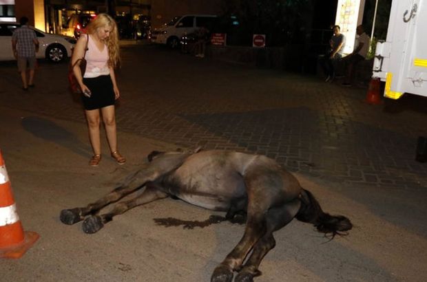 Antalya'da faytona koşturulan atı ölen faytoncu intihar etti