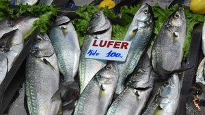 Çanakkale'de lüferin kilosu 100 TL'den başlıyor