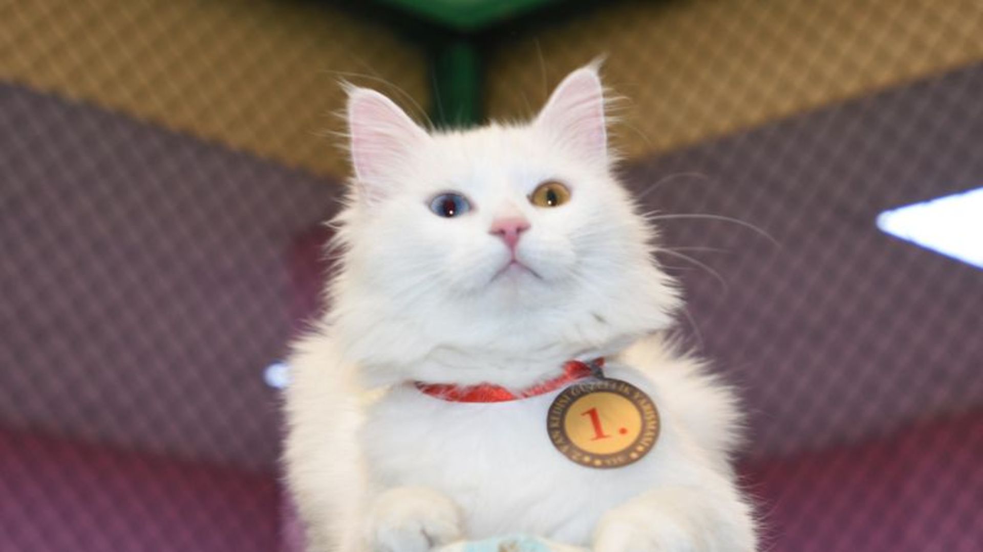 Kedi güzellik yarışmasının birincisi �Kartopu�