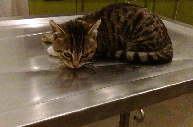 Eskişehir'de otomobil çarpması sonucu yaralanan kedi iyileşmeye başladı