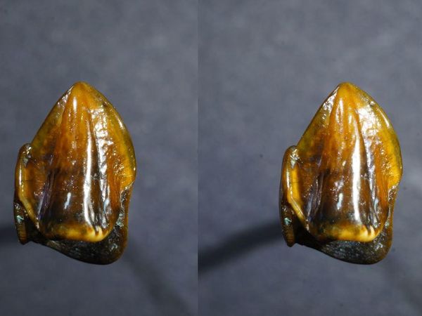 Kaynak: Mainz Natural History Museum