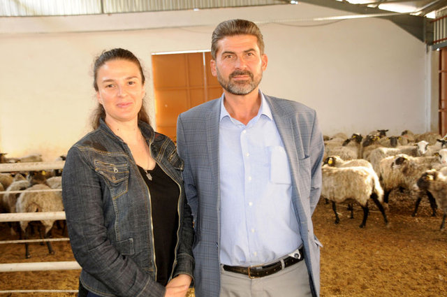 Ukrayna'dan getirdiği koyunlarla ticarete atıldı