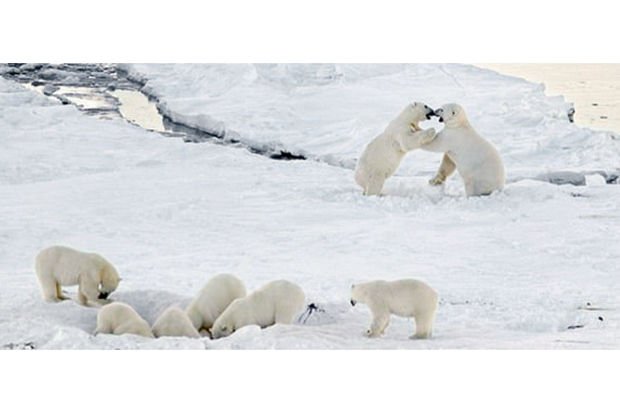 Kutup ayıları köyü kuşattı!