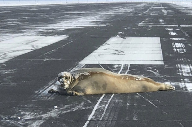 Kazaya neden olabilirdi: Alaska havaalanı pistinde dev fok!