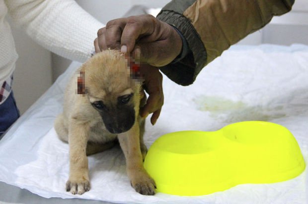 Gaziantep'te bir aylık köpeğin kulağını kestiler