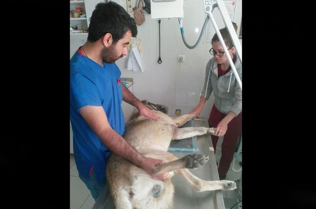 Antalya'da vurulan köpek, kanlar içerisinde evine kadar gelmeyi başardı