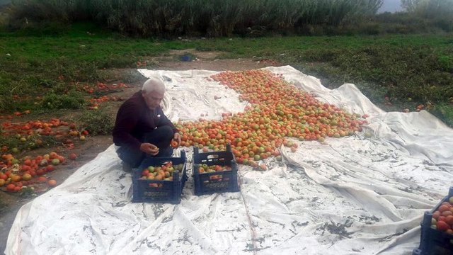 Datça domatesinin 20 kiloluk kasası 30 liradan satılıyor