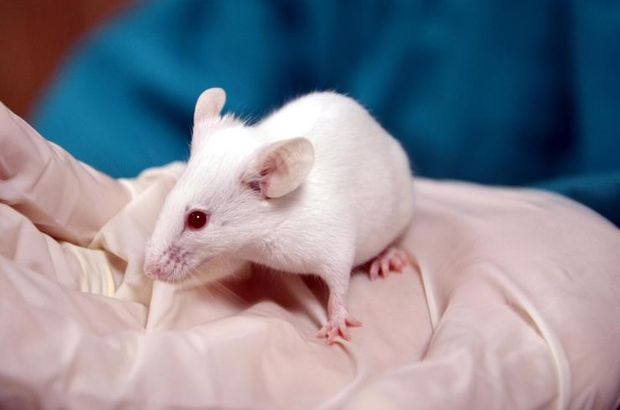 Felçli fareler kök hücre tedavisiyle yürüdü