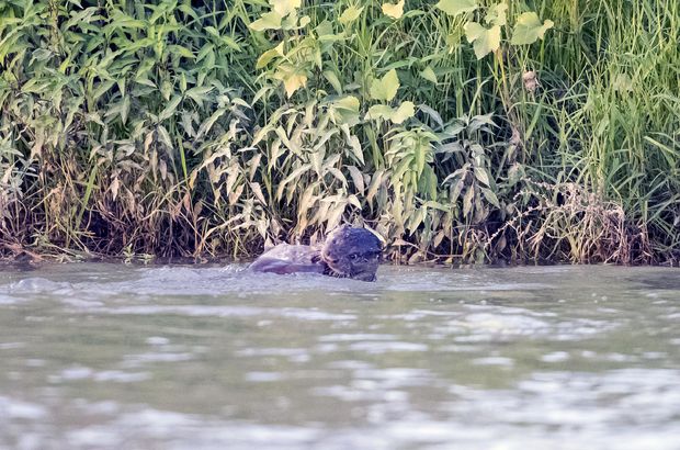 Dicle Nehri'nde 3 su samuru görüntülendi