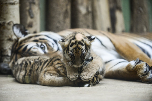 Prag Hayvanat Bahçesi'nin yeni doğan ikiz Malezya kaplanları