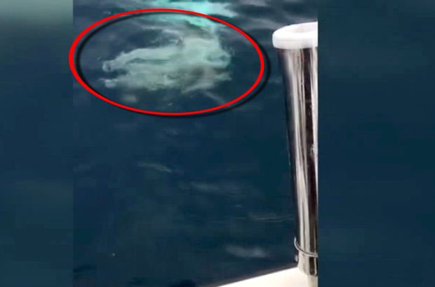 Antalya'da oltayla 326 kiloluk köpekbalığı yakaladı, korkudan tekneye çekemedi (VİDEO)
