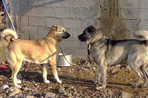 Iğdır'da köpek dövüştürenlere ceza