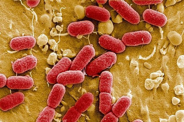 Antibiyotik direncine neden olan bakterinin gen transferi engellendi!