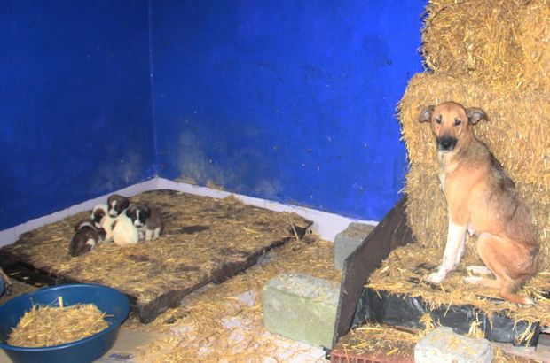 Zonguldak'ta emekli öğretmen ölmek üzere olan anne ve yavru köpekleri kurtardı