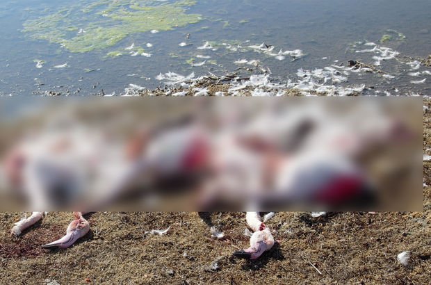 Konya Akgöl Sazlığı'nda flamingo katliamı