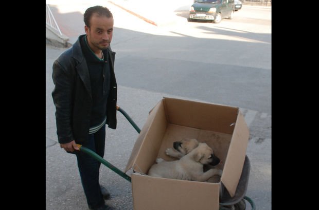 Tokat'ta bir kişi hasta olan yavru köpeklerini veterinere el arabasıyla taşıdı