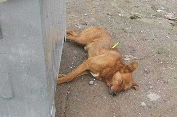 Ordu Gölköy'de köpeklerin öldürülmesine soruşturma