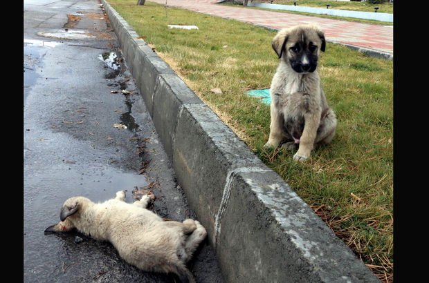 Erzincan'da bir yavru köpek, yanında ölen köpeğin başından ayrılmadı
