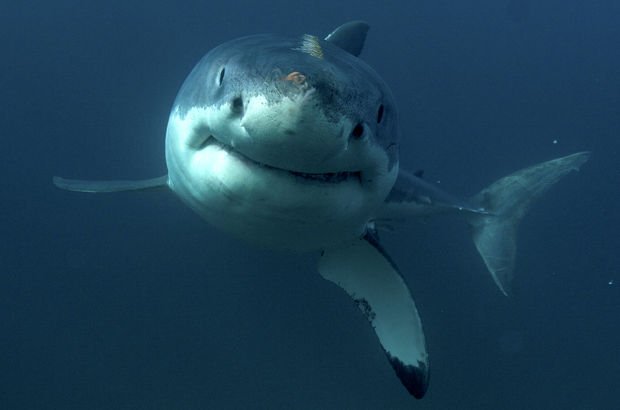 Kosta Rika'da köpekbalığı saldırısına uğrayan turist öldü!