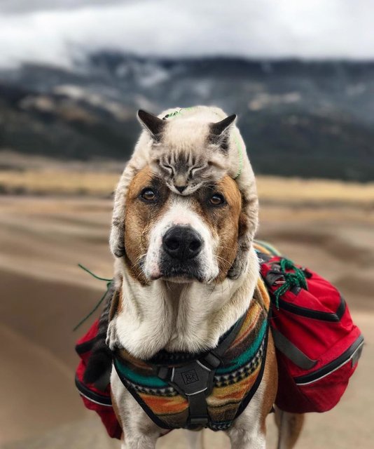 Sahibinin gözünden kediyle köpek dostluğu