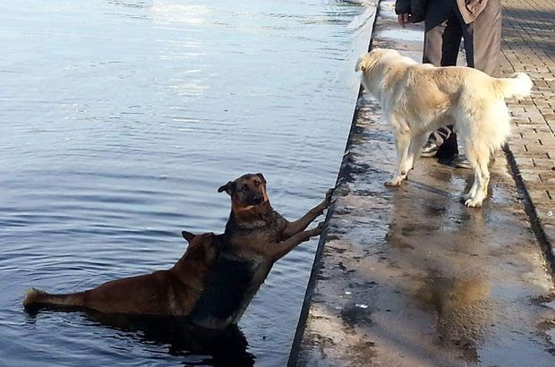 Kocaeli'de denize düşen köpeği, ardından atlayan köpek kıyıya getirdi