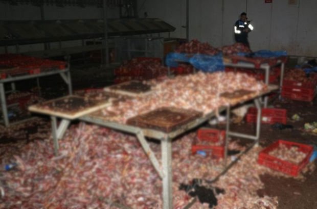 Adana'da flaş operasyon: 3 ton kaçak kesilmiş tavuk ele geçirildi