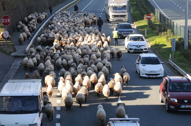 Trabzon'da karayolunda koyun trafiği