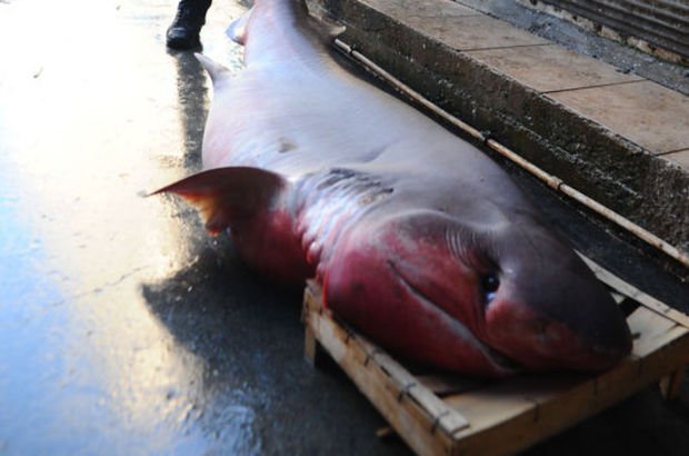 Mersin'de 4 metrelik köpekbalığı yakalandı