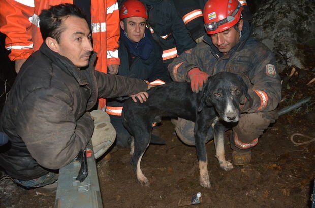 Şanlıurfa Siverek'te kayalıkta sıkışan köpek kurtarıldı!