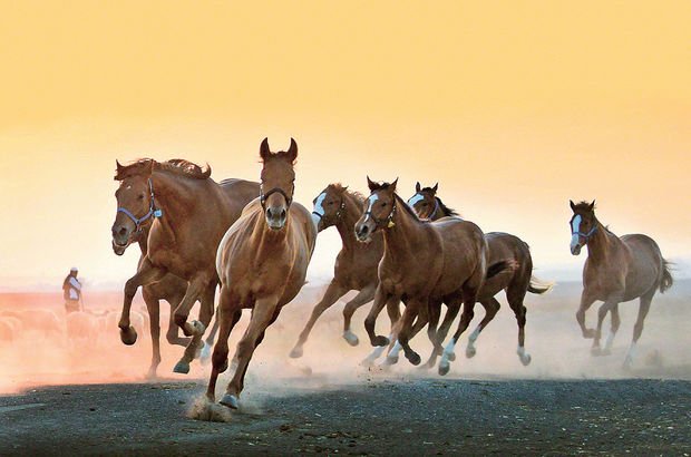At fotoğrafçısı Kadir Çivici 13 yıldır atlarla arkadaş!