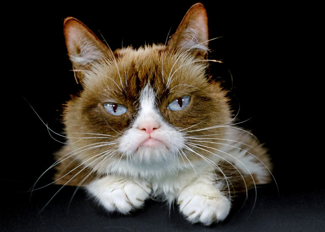 İnternet fenomeni "Huysuz Kedi" sahibini zengin etti