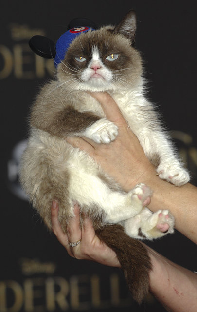 İnternet fenomeni "Huysuz Kedi" sahibini zengin etti