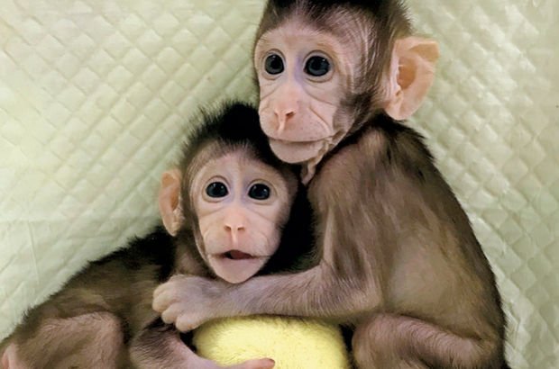 Bilim insanları iki maymunu klonladı