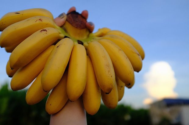 Organik muz fiyatlarına endeksli kripto para: BananaCoin! 1 BananaCoin (BCO) ne kadar? BCO nedir?