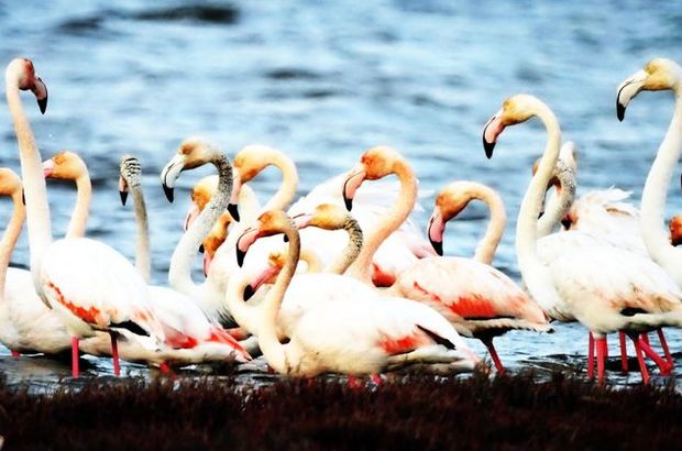 Tuzla sulak alanında flamingo sayısı 6 bine ulaştı