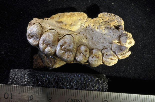 Afrika dışındaki en eski insan fosili İsrail'de bulundu