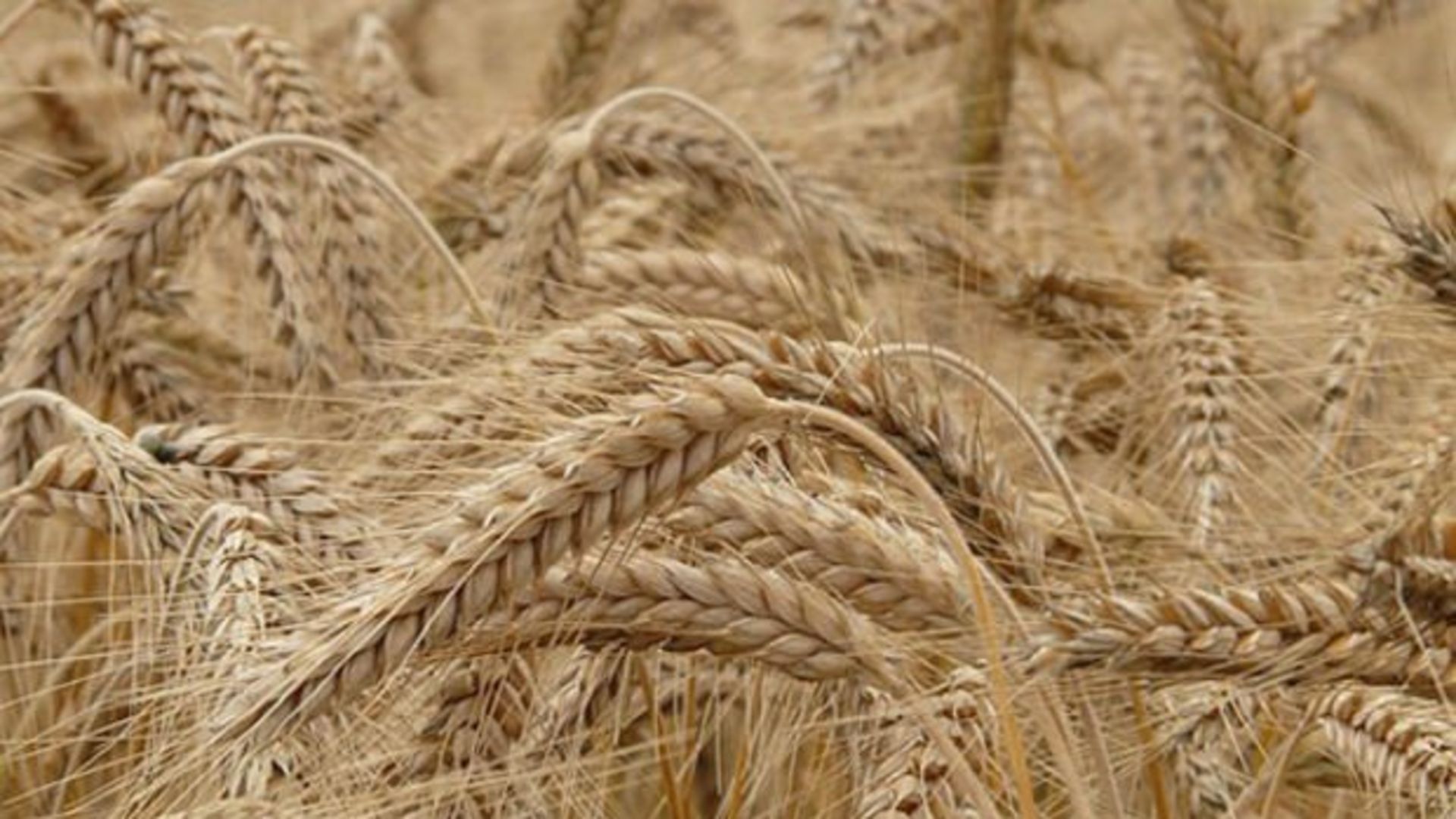 Glutensiz Yiyecekler Nelerdir Glutensiz Yiyecekler Nelerdir