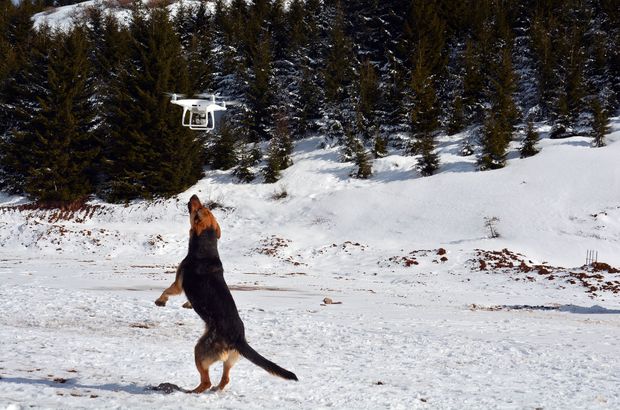 Ordu'da ilk kez drone gören köpeğin keyifli anları