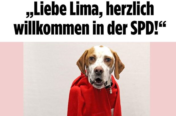 Bild gazetesinin SPD'ye oyunu köpek Lima!