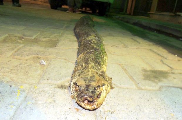 Şarköy'de 3 metre 20 santimlik yılan ölüsü bulundu