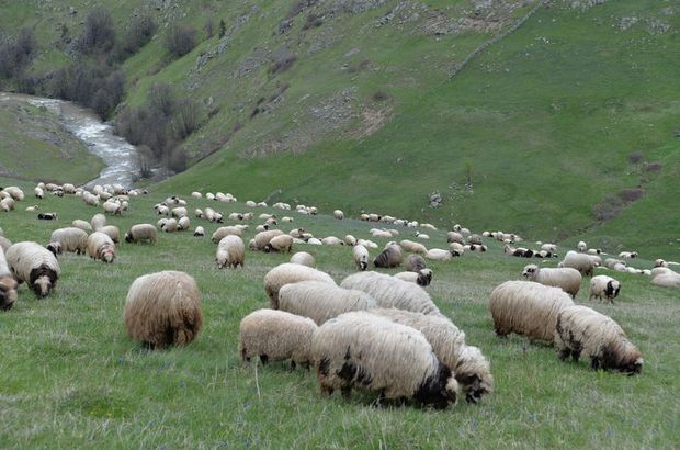 Müjdeli haber geldi: 300 koyun başvurusu başladı! TİGEM 300 koyun başvurusu nasıl yapılır?