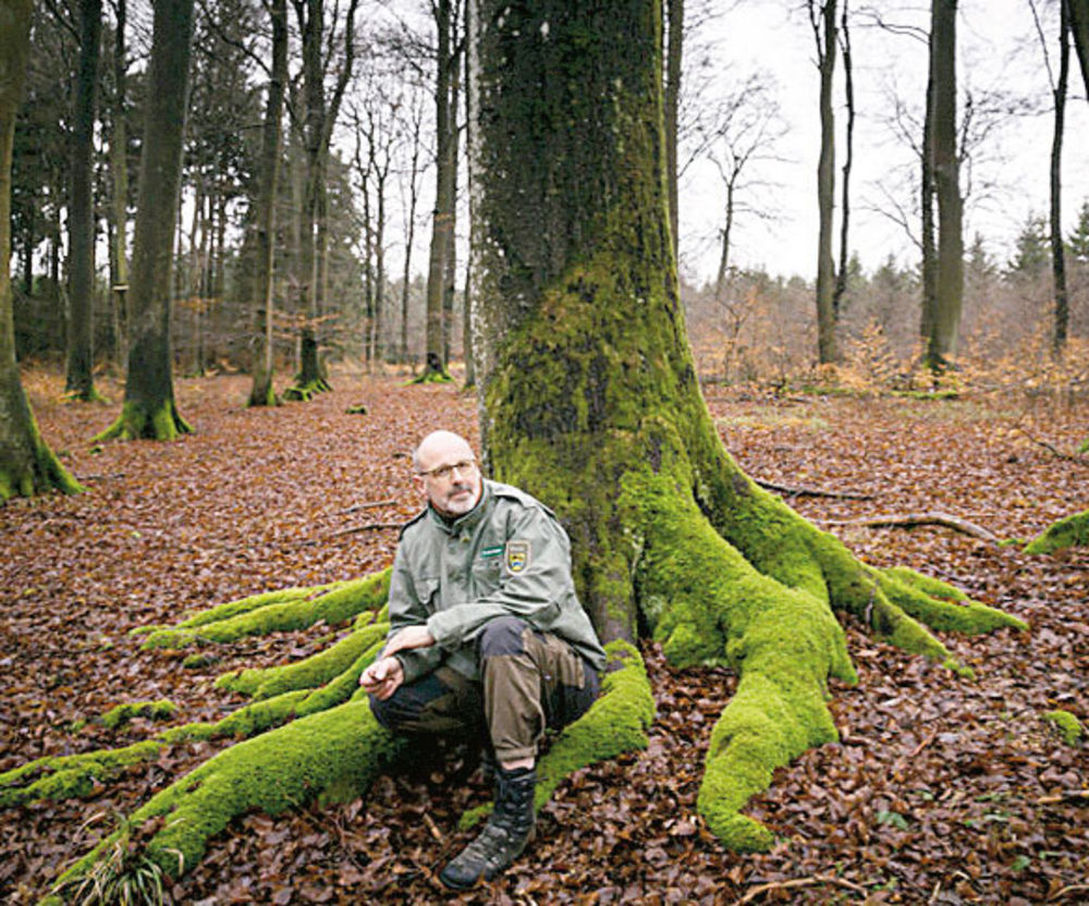 Тайны деревьев книга. Петер Вольлебен. Петер Вольлебен Тайная жизнь деревьев. Смешной лес. Дед в лесу возле дерева.