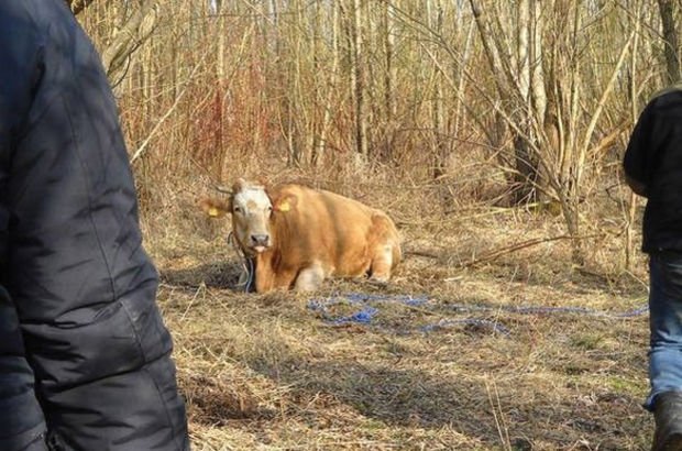 Polonya’daki özgür inek yakalanınca stresten öldü