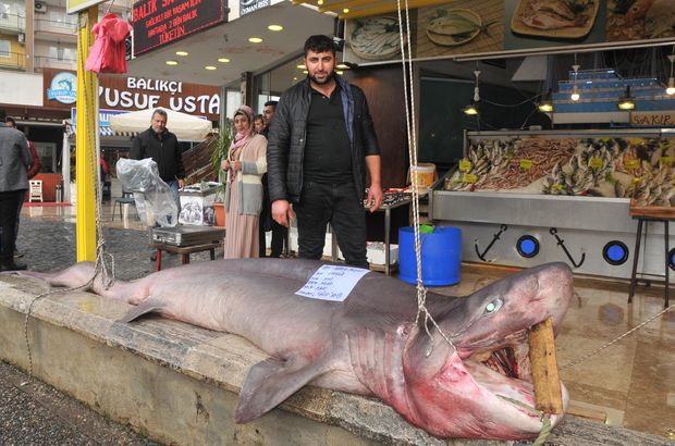 Oltasına 450 kiloluk köpekbalığı takıldı!