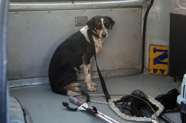 Antalya'da köprüye sıkışan köpek kurtarıldı