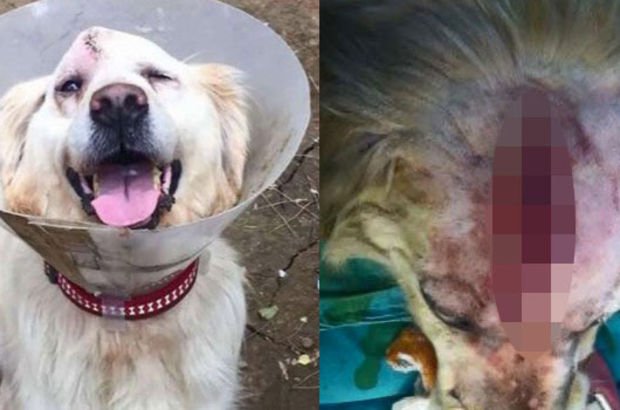 İstanbul Sarıyer'de Cindy isili köpeğe dayak davasında beraat kararı
