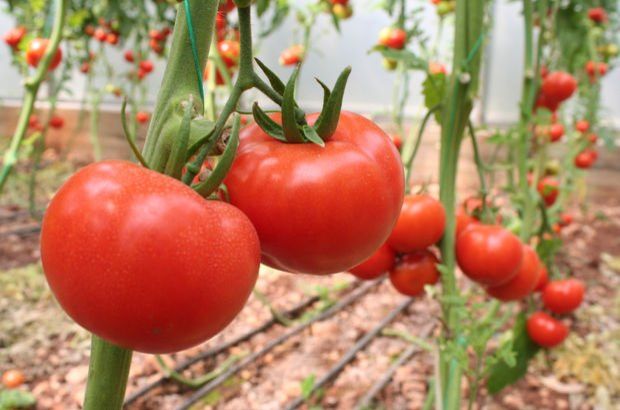 Rusya'dan 2 Türk şirketine domates ithalatı izni