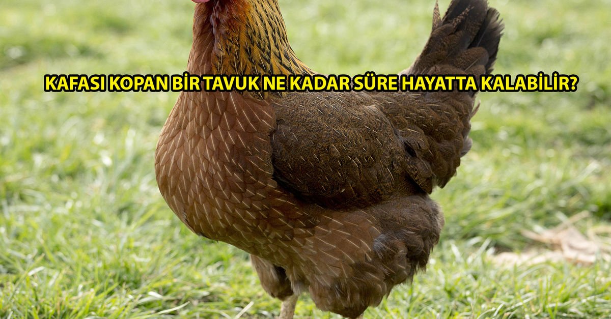 Куры Вельзумер Фото