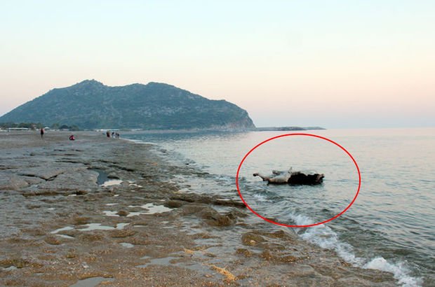 Son dakika haberi! Antalya sahilinde şoke eden kare!